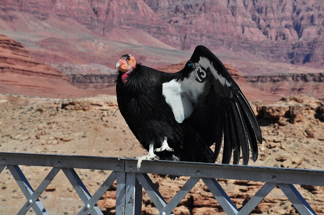 Condor, wing spread